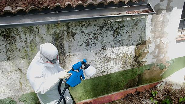 Top rated local Mold Remediation specialists in Ruston, WA